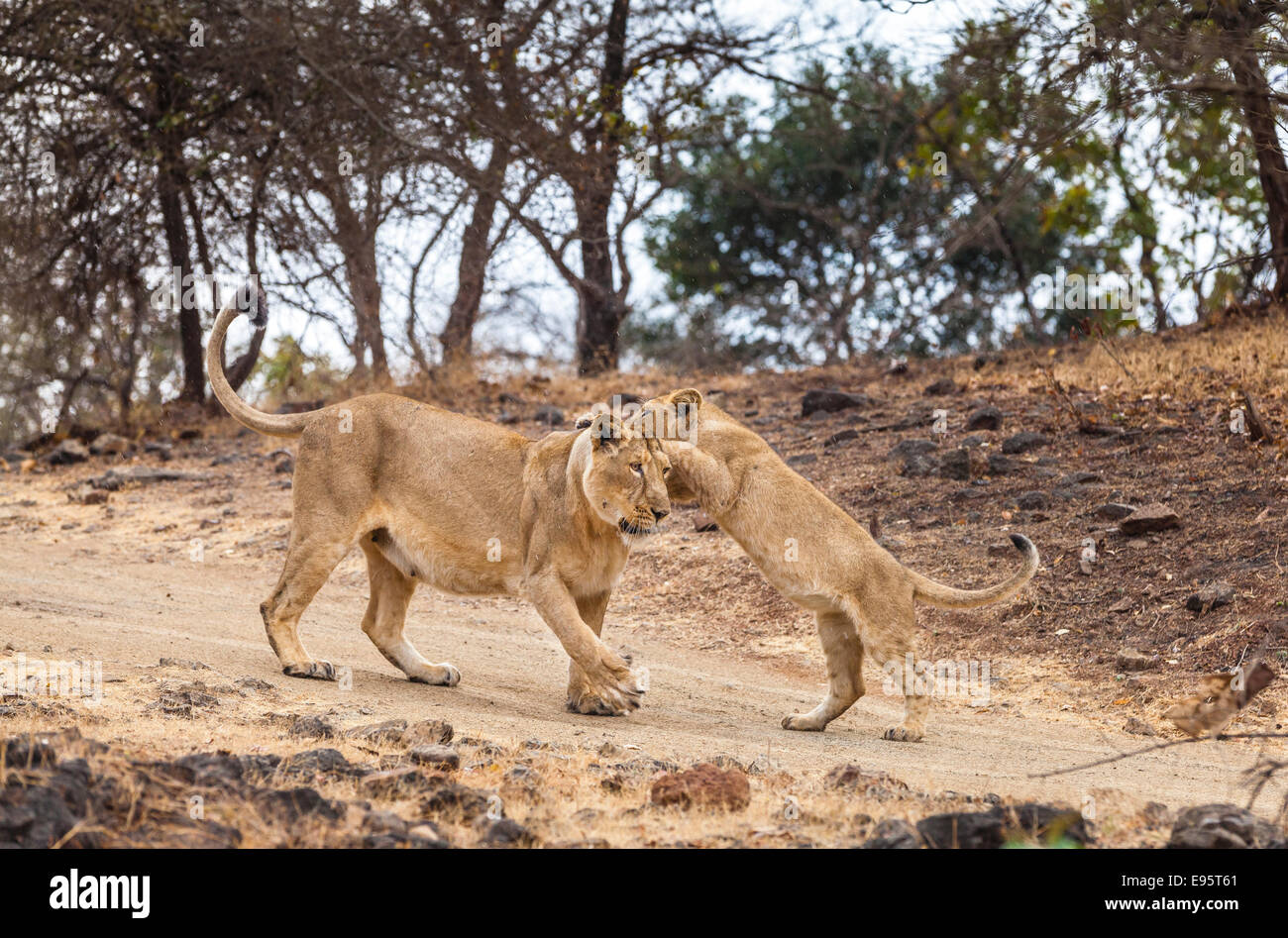 Indian Lions Cub in a playful action [Panthera leo persica] at Gir Forest, Gujarat India. Stock Photo