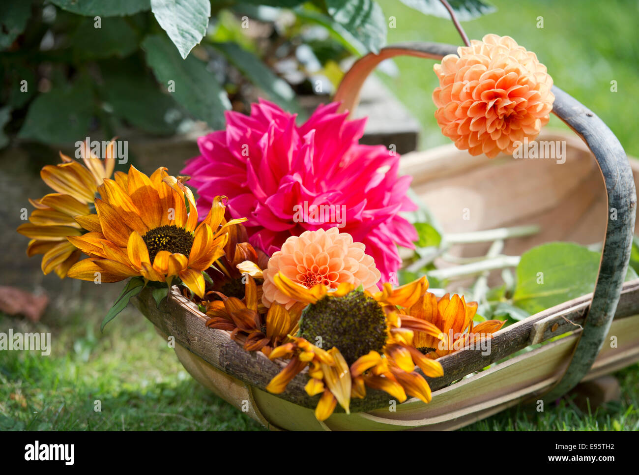 Autumn blooming Dahlias, priincipally Dahlia 'Sylvia' (orange) and 'Con Amore' (red) with turning Sunflowers UK Stock Photo