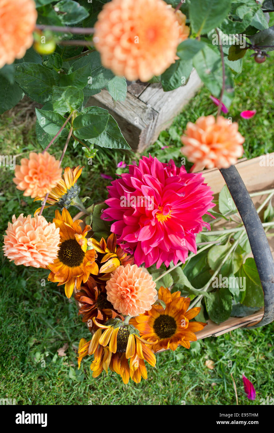 Autumn blooming Dahlias, priincipally Dahlia 'Sylvia' (orange) and 'Con Amore' (red) with turning Sunflowers UK Stock Photo