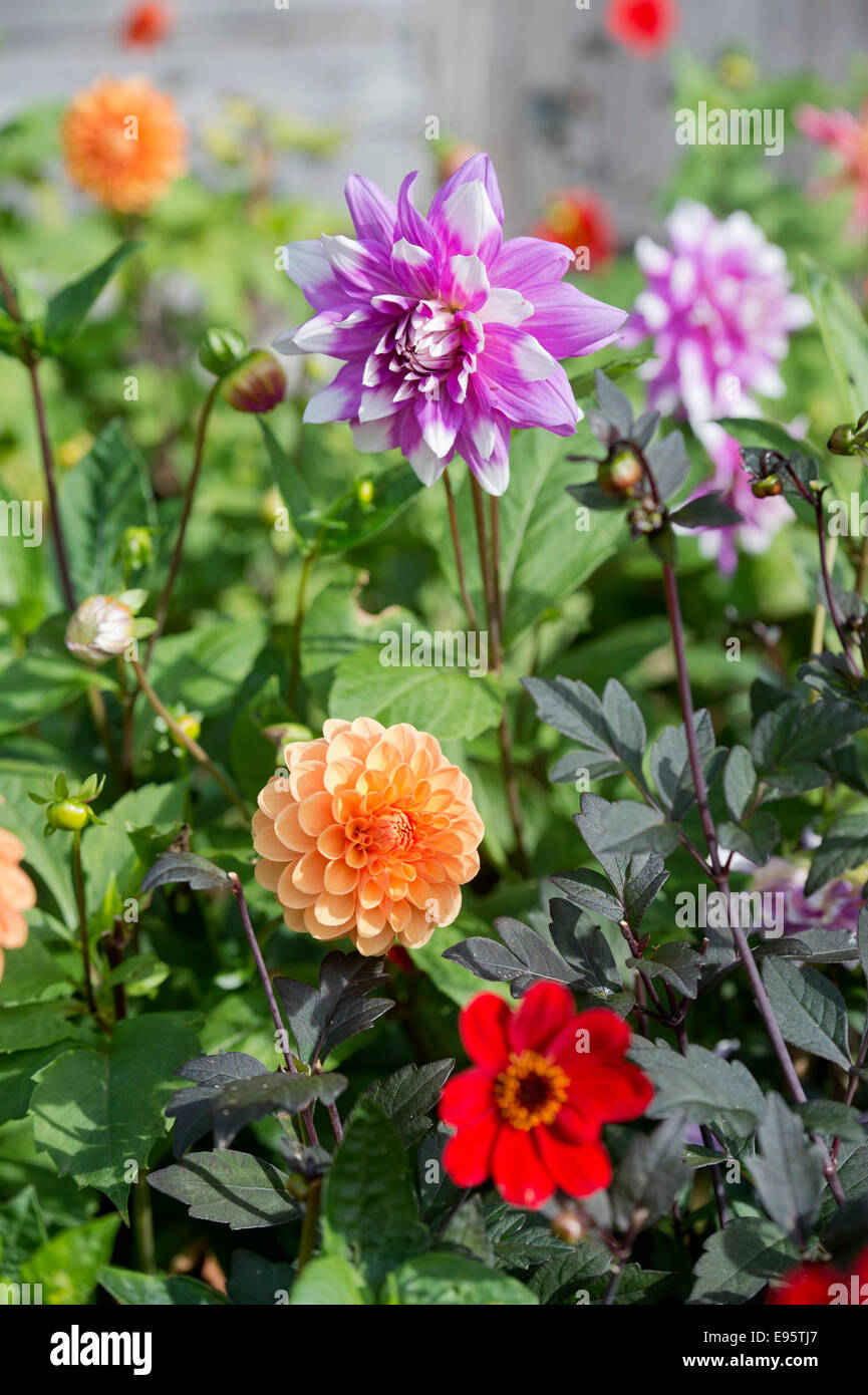Dahlias purple hi-res stock photography and images - Alamy