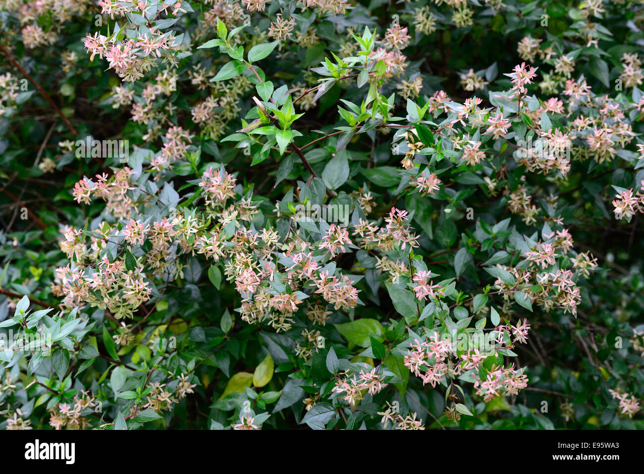 abelia x grandiflora flowers flowering blooms pink stems buds shrubs colours colors Stock Photo