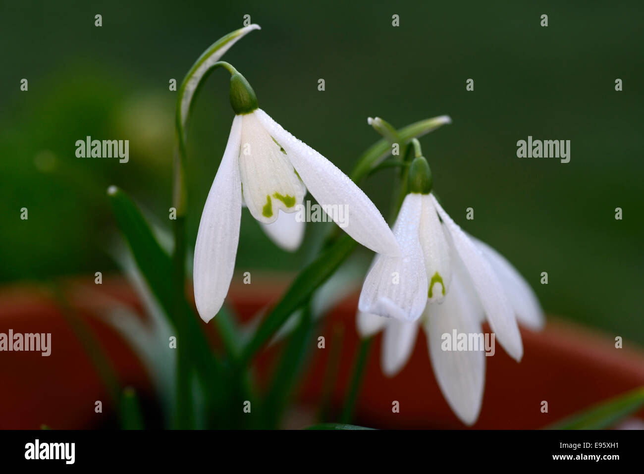 galanthus nivalis anglesey abbey snowdrop snowdrops plant portraits white green markings flowers flower spring bulb Stock Photo