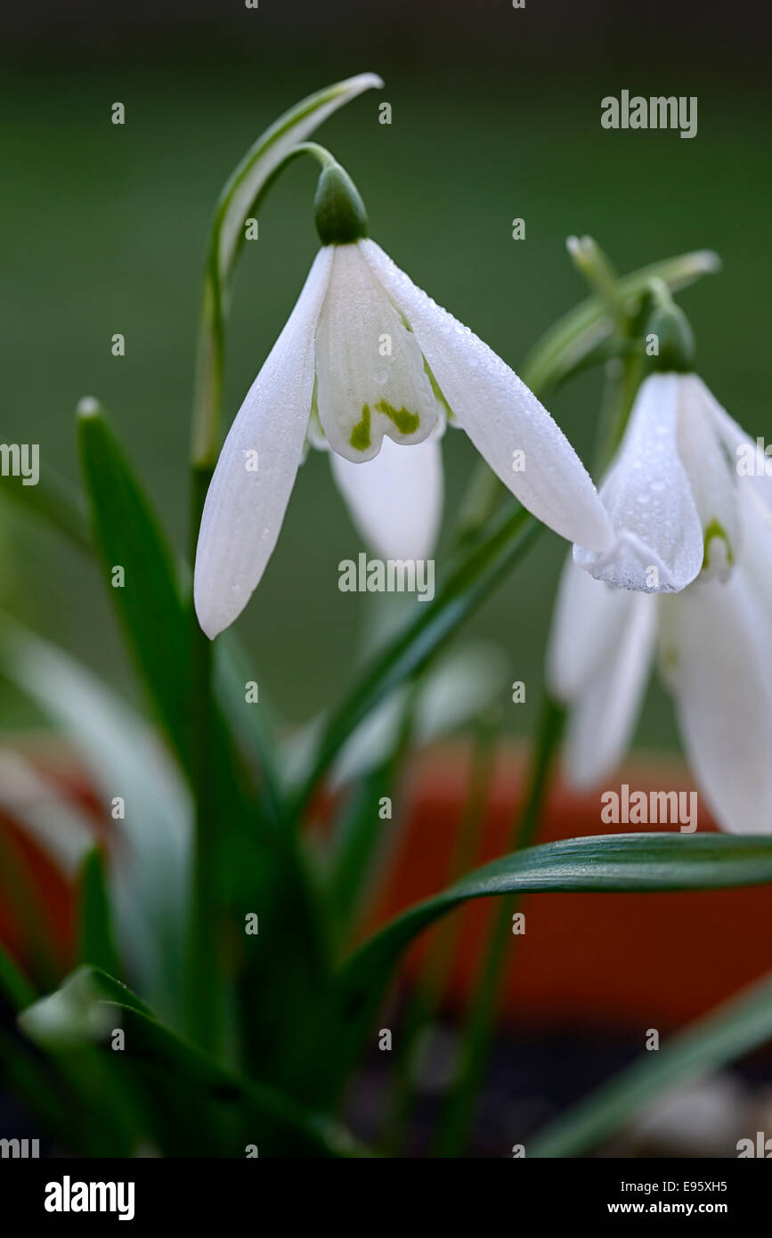 galanthus nivalis anglesey abbey snowdrop snowdrops plant portraits white green markings flowers flower spring bulb Stock Photo