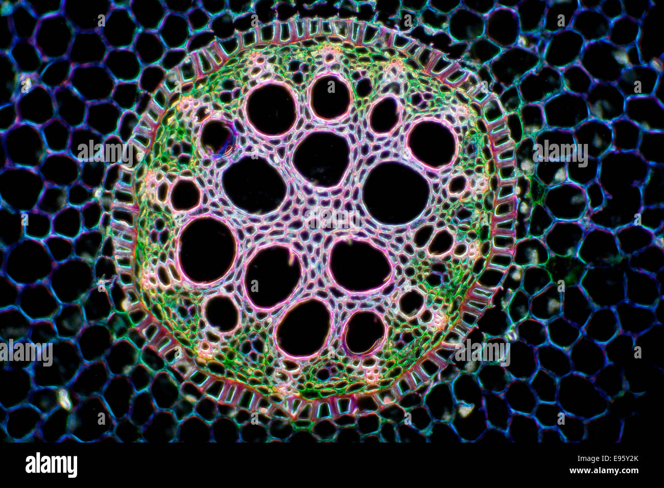 Iris germanica rhizome TS, darkfield photomicrograph Stock Photo