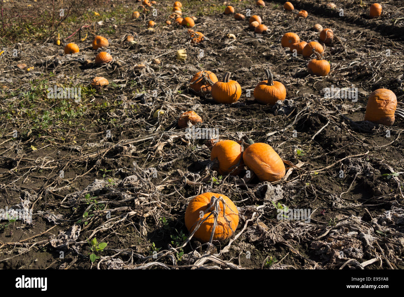 Late season pumpkins lie rotting in a northern Illinois farm field after several heavy frosts