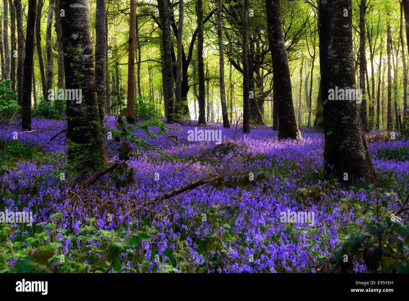 Spring Bluebell Carpet Flower wood woodland forest copse ireland irish countryside landscape Moore Abbey Wood Stock Photo