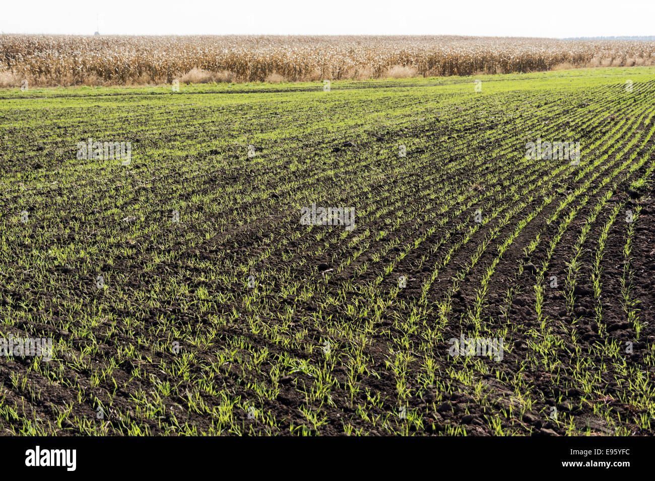Winter wheat emerging from a field in front of a crop of field corn nearly ready to be harvested. Stock Photo