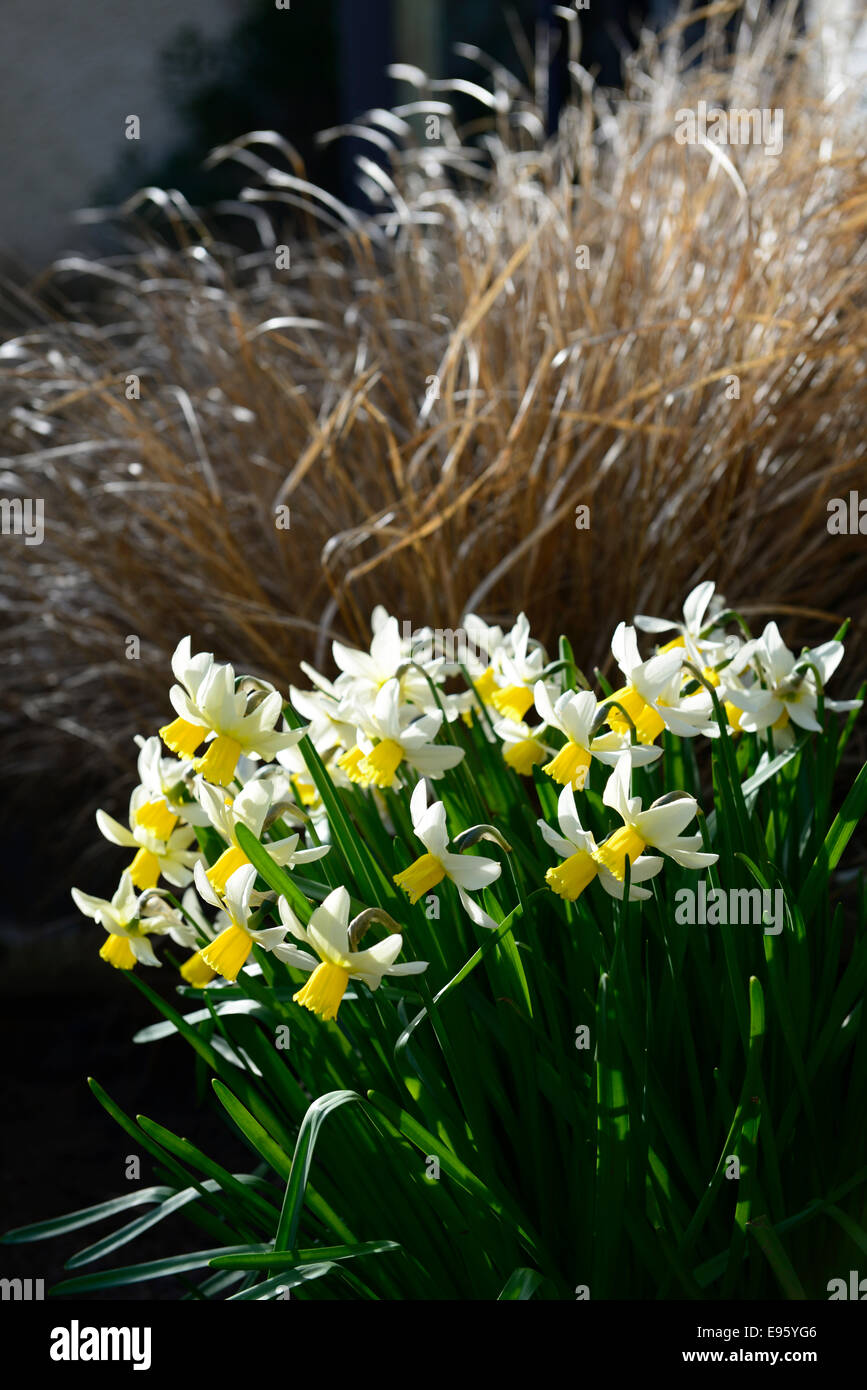 narcissus topolino spring flower bloom blossom daffodil grass grasses contrast foliage effect garden gardening combo combination Stock Photo
