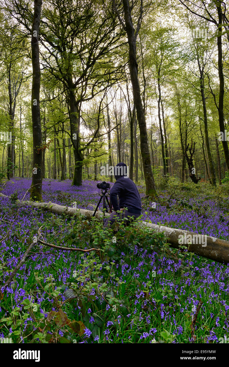 Photographer photography photographing spring bluebell wood woodland moore abbey monasterevin flowers Stock Photo