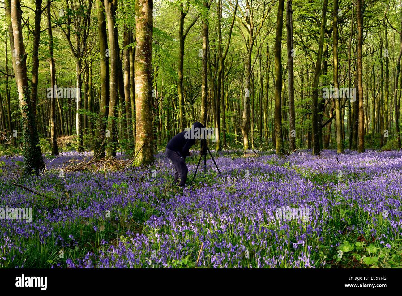 Photographer photography photographing spring bluebell wood woodland moore abbey monasterevin flowers Stock Photo