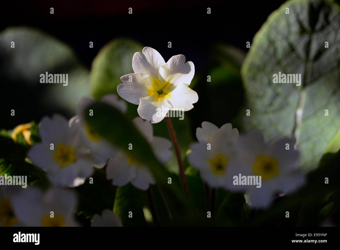 Primula vulgaris spot lit wood woodland spring white cream flower