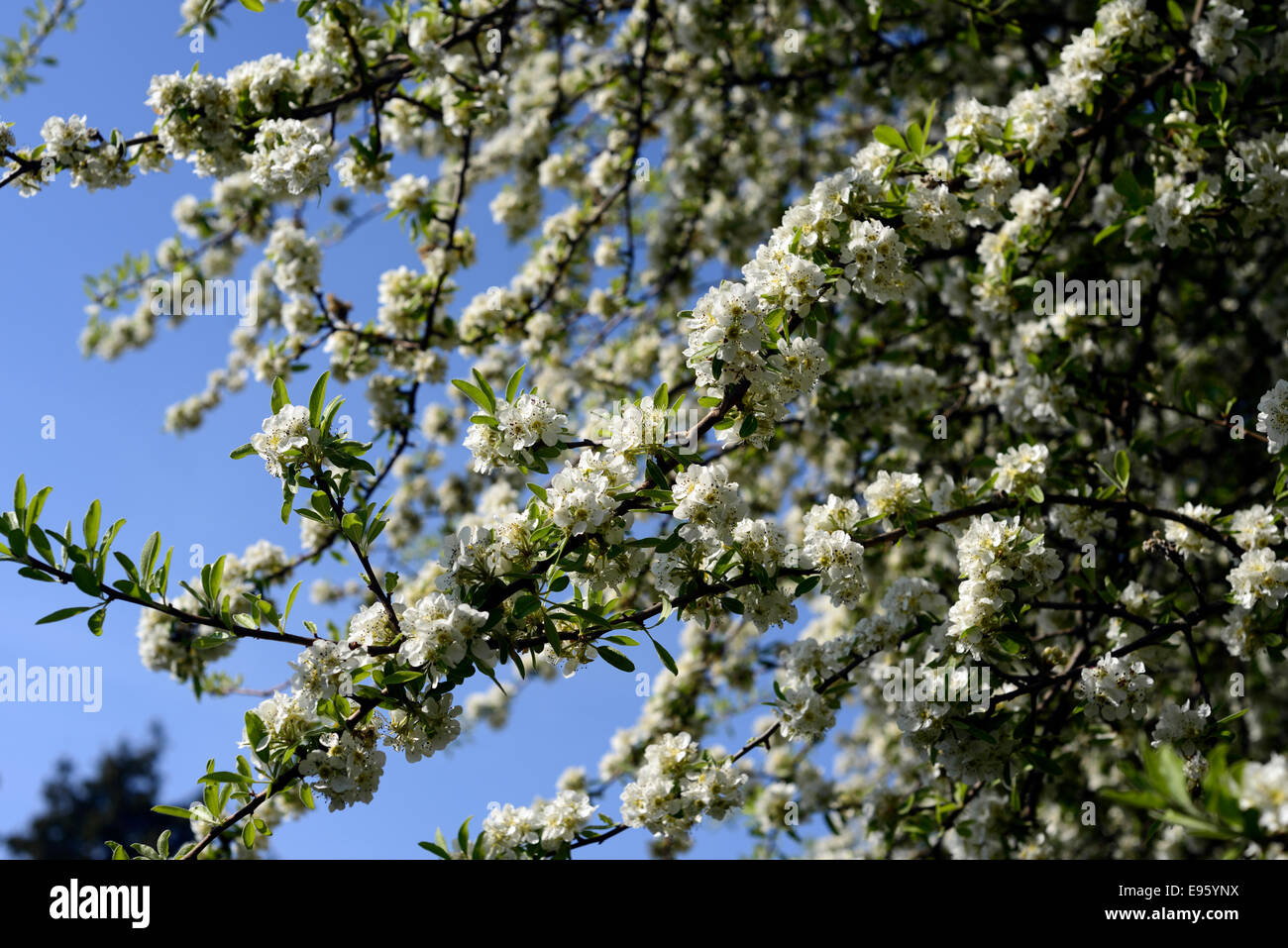 pyrus nivalis pears fruit trees white flowers blossoms plant portraits blossom deciduous spring Stock Photo