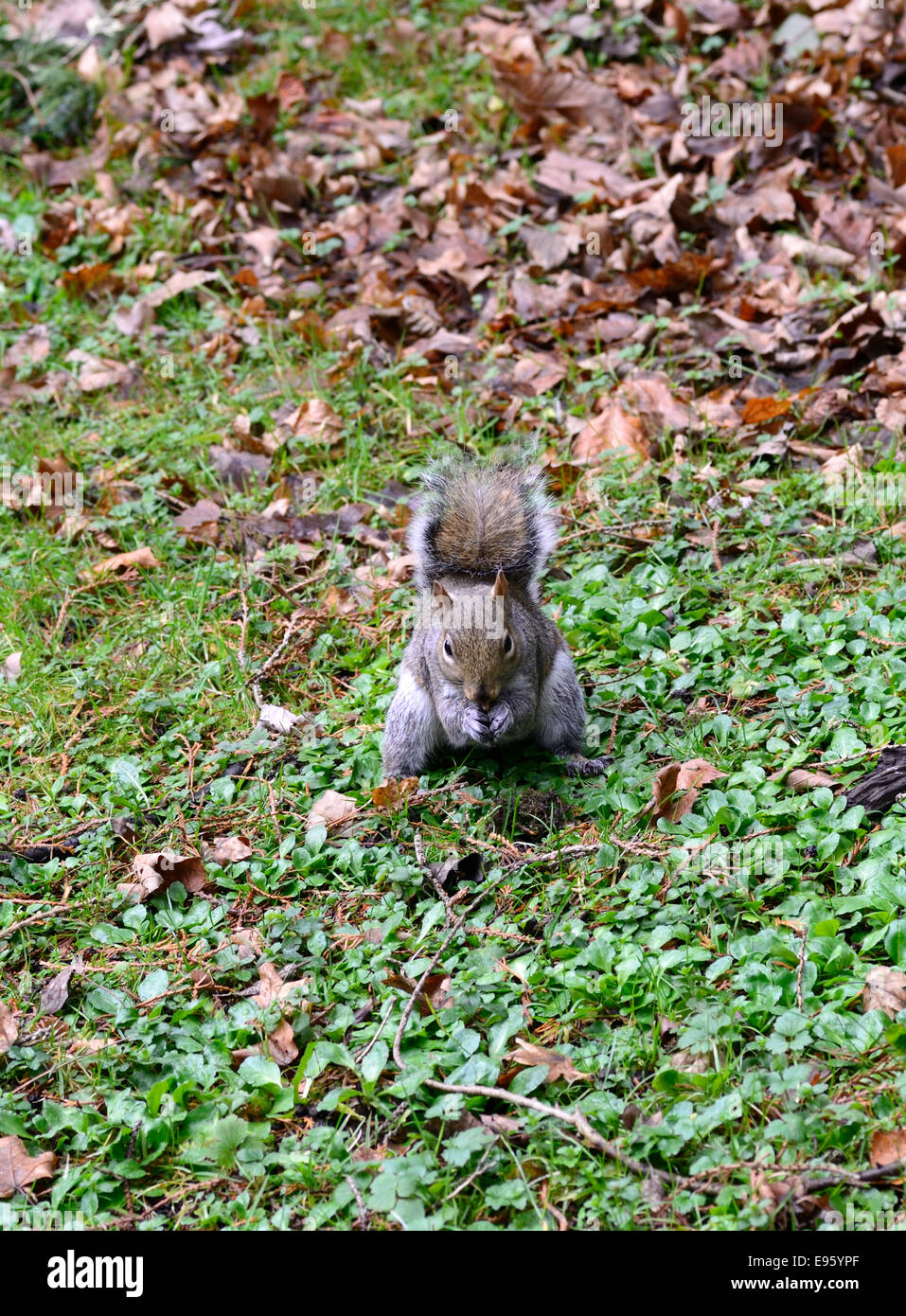 Grey squirrel feed feeding ground autumn nut nuts wildlife wild animal Stock Photo