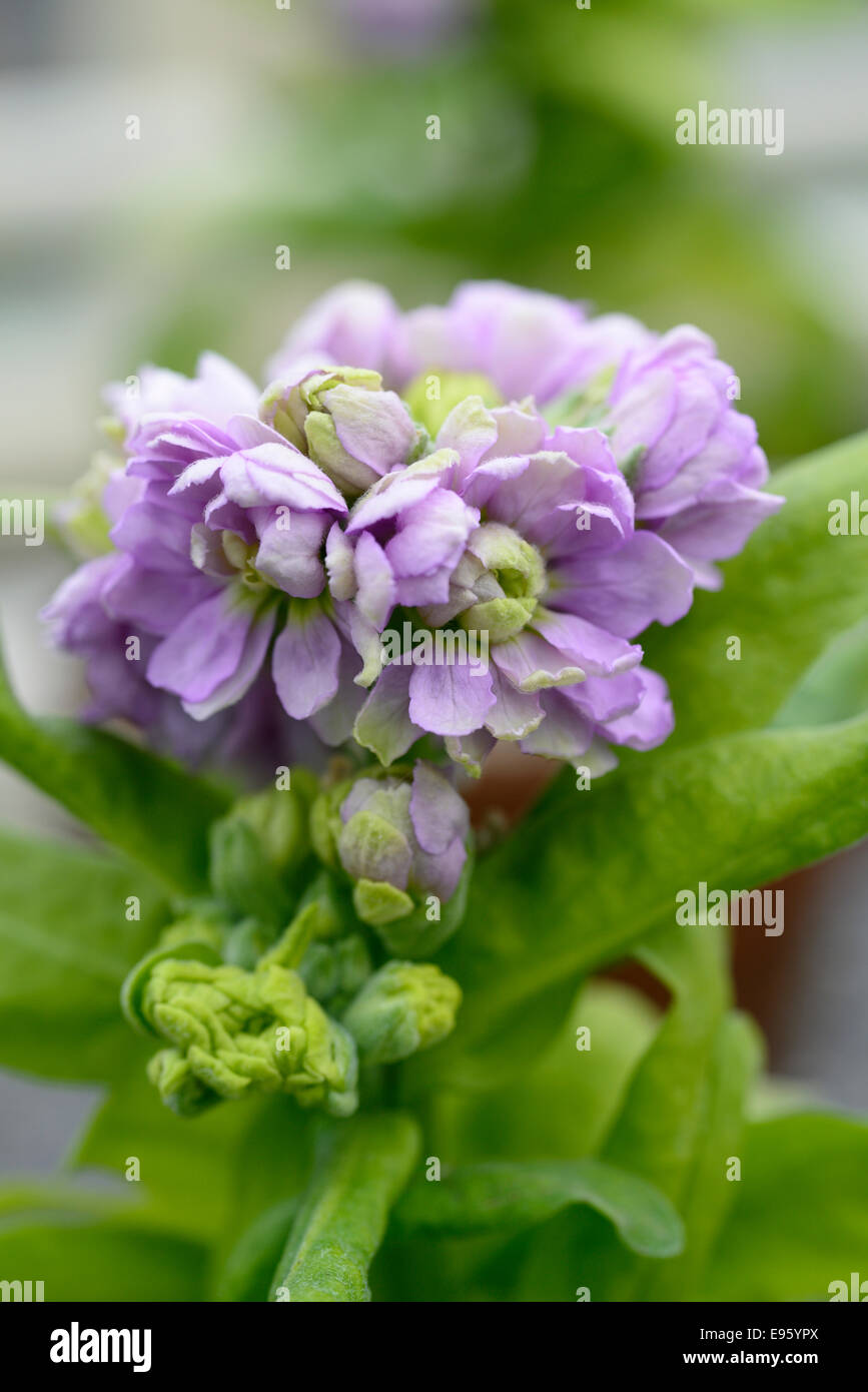 stock matthiola incana cinderella silver blue flower flowers flowering scent scented Stock Photo