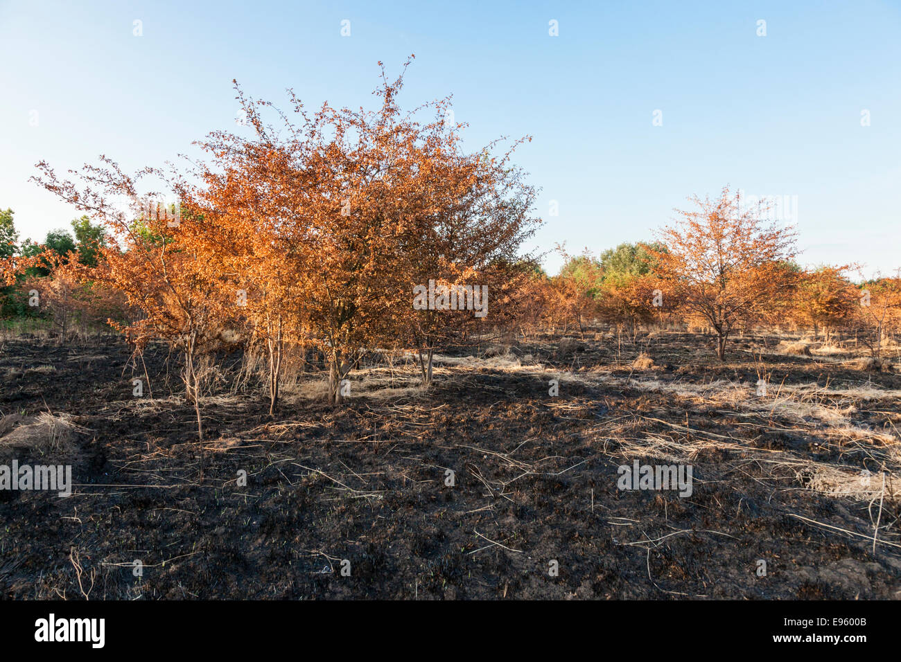 Burnt trees in a fire damaged field in the countryside, Nottinghamshire, England, UK Stock Photo