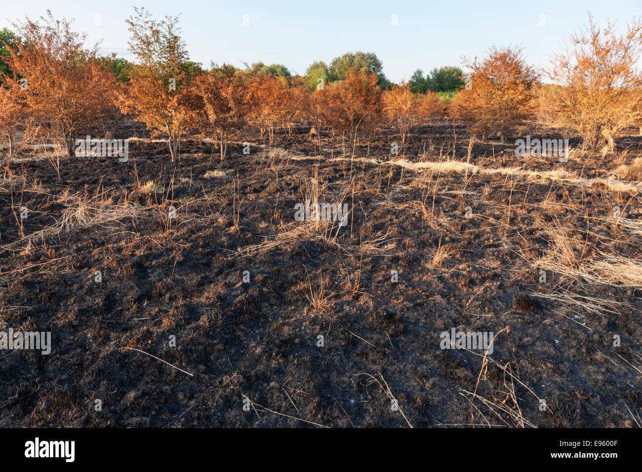 Fire damaged countryside. Burnt young trees and a field of grassland, Nottinghamshire, England, UK Stock Photo