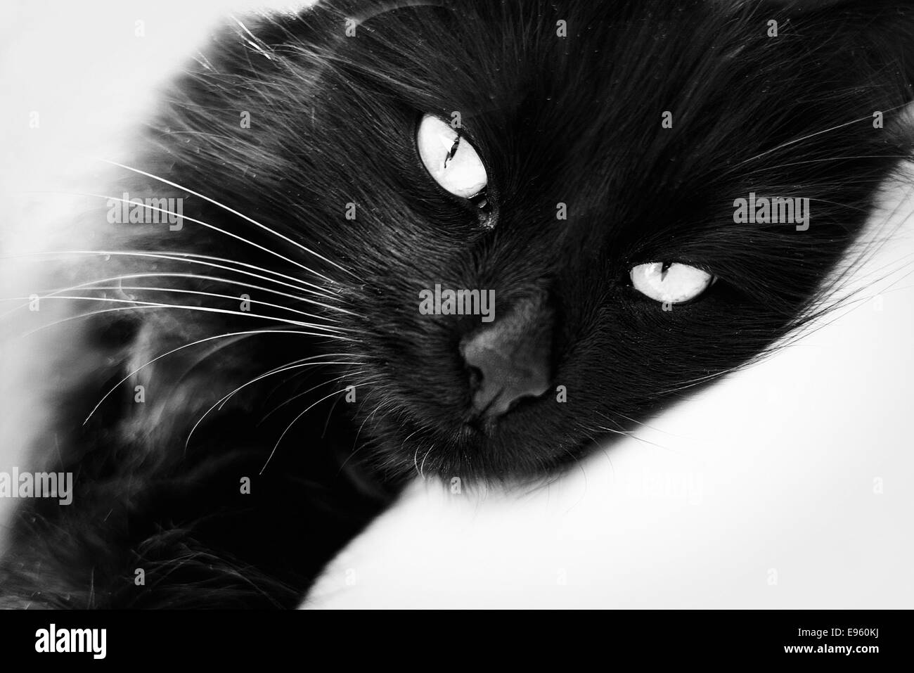 Black cat in window light resting looking at camera (Felis silvestris catus) Stock Photo