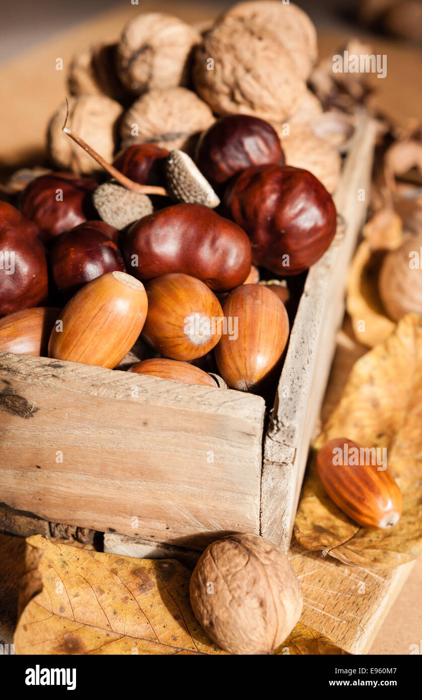 Close up of wooden basket full of autumn acorns (Quercu and Lithocarpus), cones and Castanea sweet Chestnut and horse chestnut Stock Photo