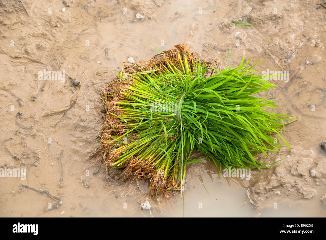 Yong Rice Bundle of rice hi-res stock photography and images - Alamy