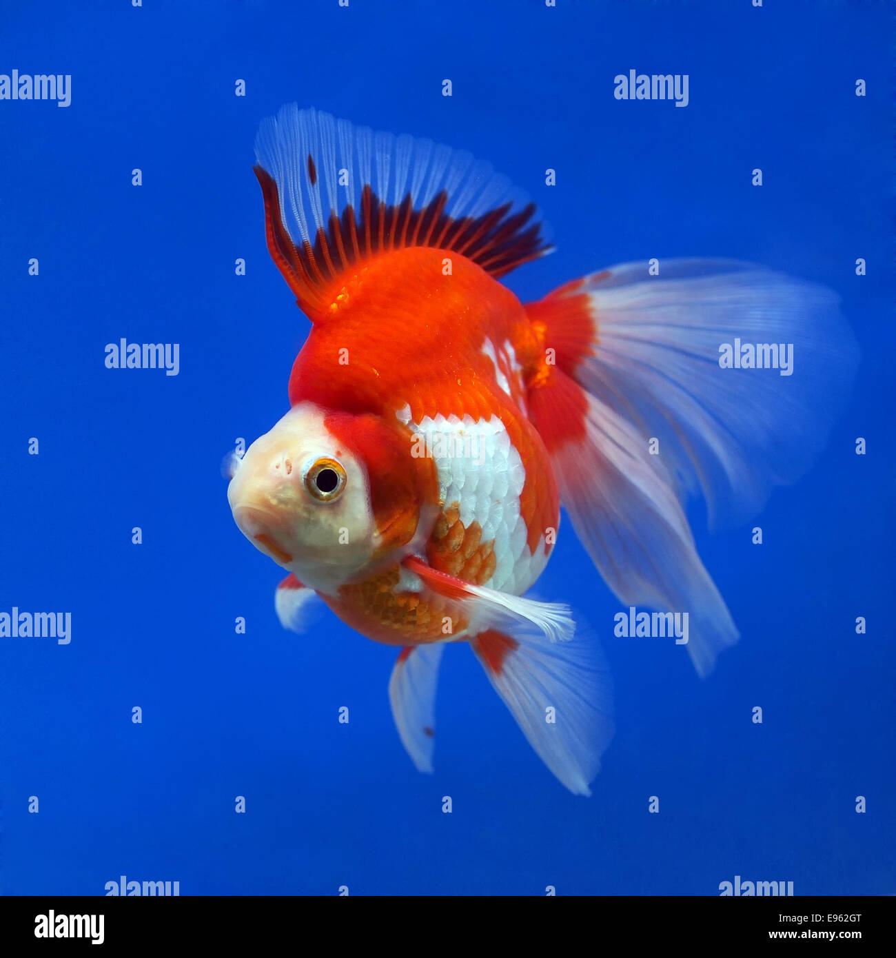 beautiful goldfish in the aquarium Stock Photo Alamy