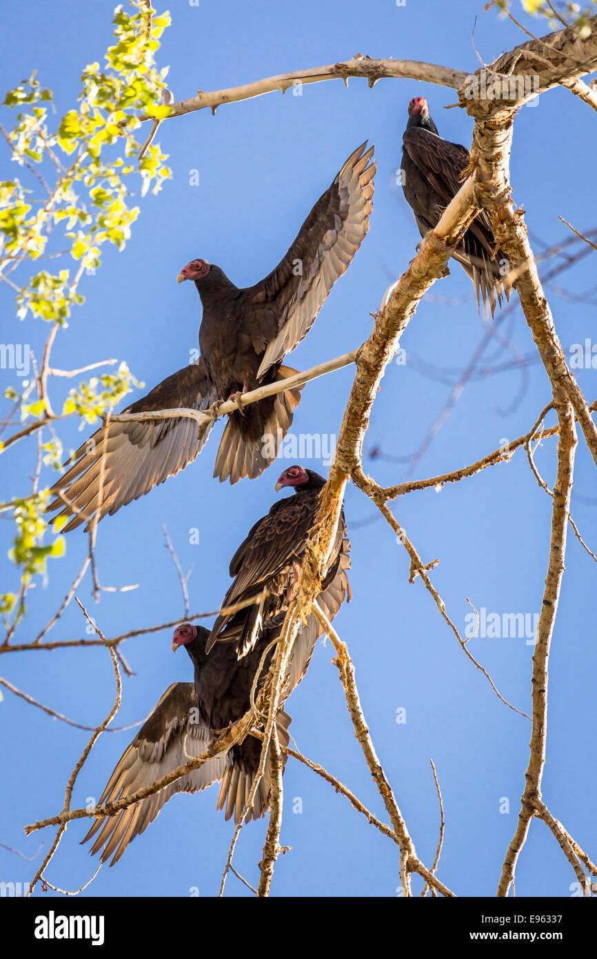 Turkey Vultures, Moab, Utah Stock Photo Alamy