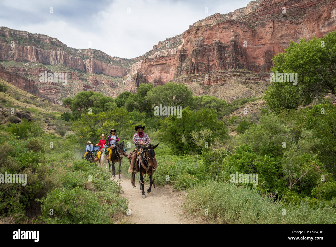 Mule riders on the Bright Angel Trail, Grand Canyon National Park, Arizona. Stock Photo