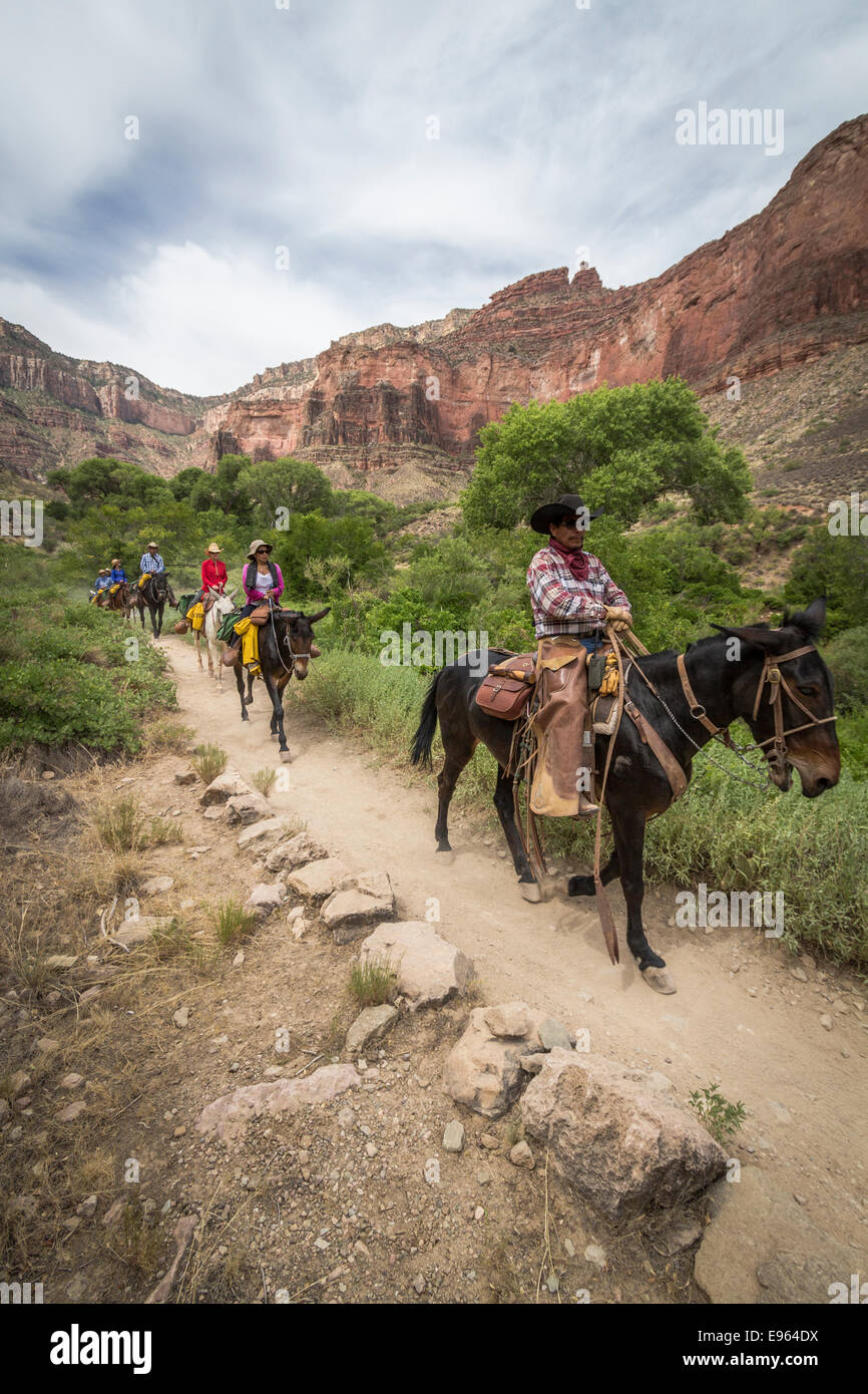 Mule ride grand canyon hi-res stock photography and images - Alamy