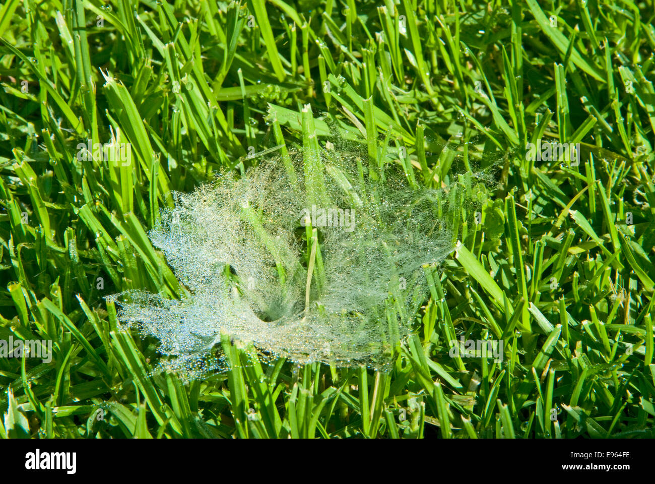 A dew covered web of a funnel web spider Stock Photo