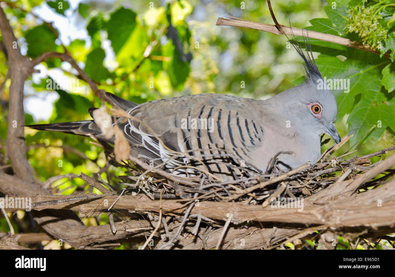 Australian bird nest hires stock photography and images Alamy