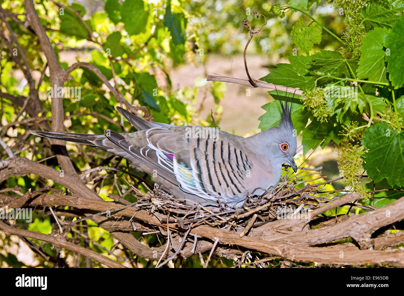 Australian bird nest hires stock photography and images Alamy