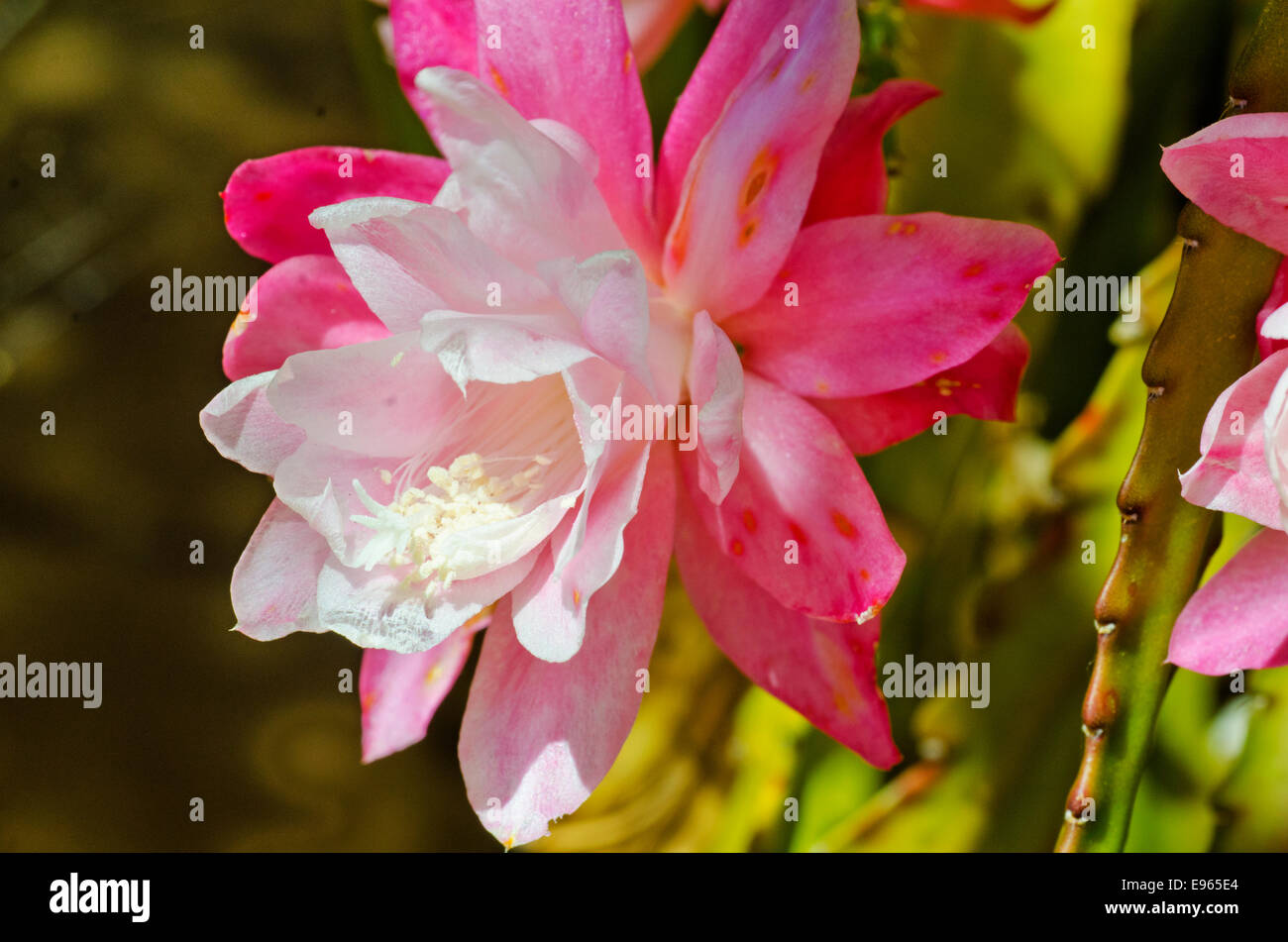 Epiphyllum, orchid cactus Stock Photo