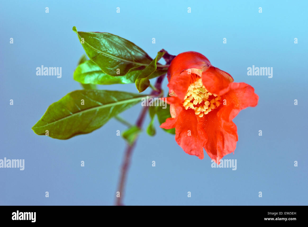 Pomegranate flower,Punica granatum. Stock Photo