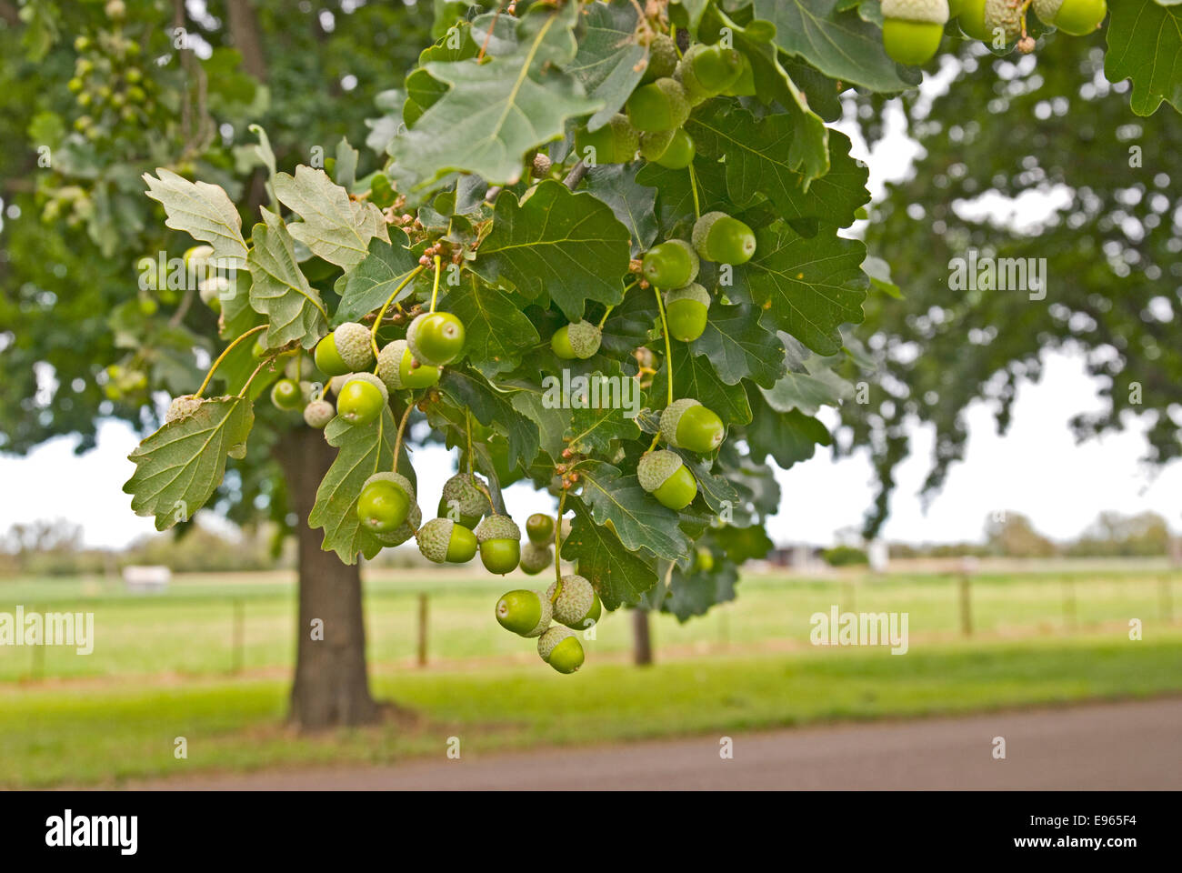 Oak tree fruit hi-res stock photography and images - Alamy