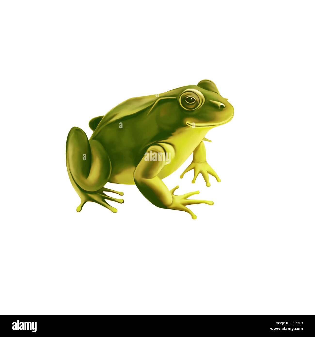 Green frog sitting, Isolated on white background Stock Photo