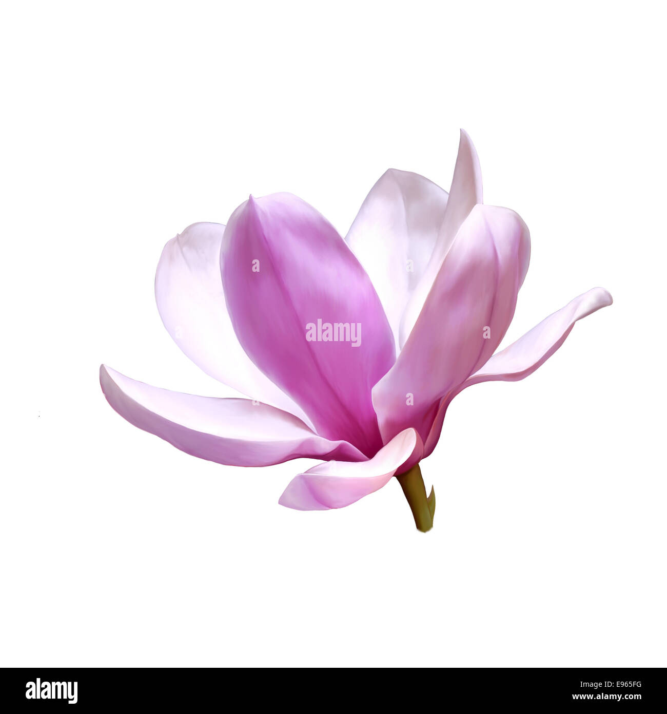 Vector Illustration of a magnolia flower isolated on white background
