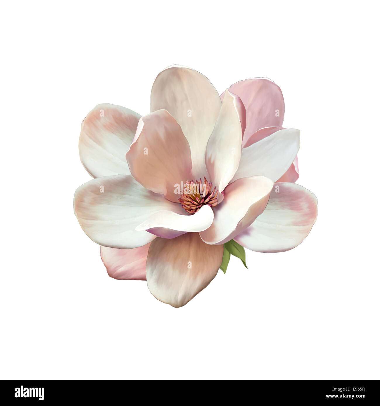 Vector Illustration of a magnolia flower isolated on white background ...