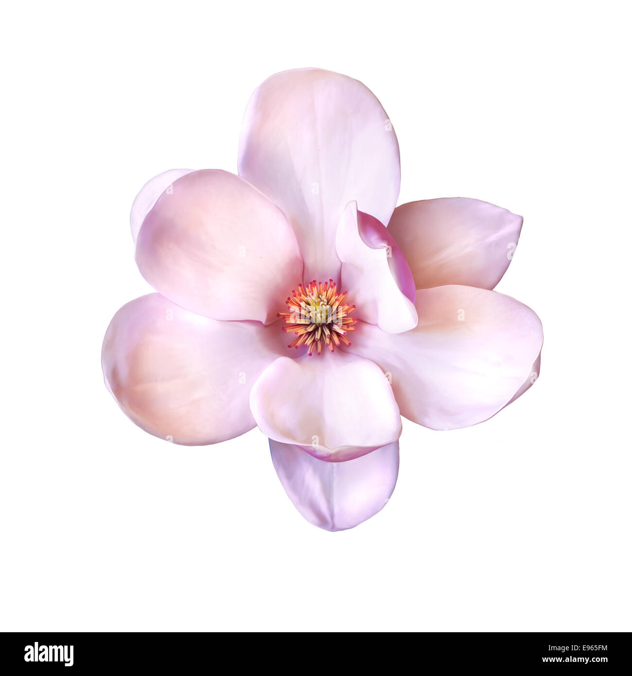 Vector Illustration of a magnolia flower isolated on white background ...