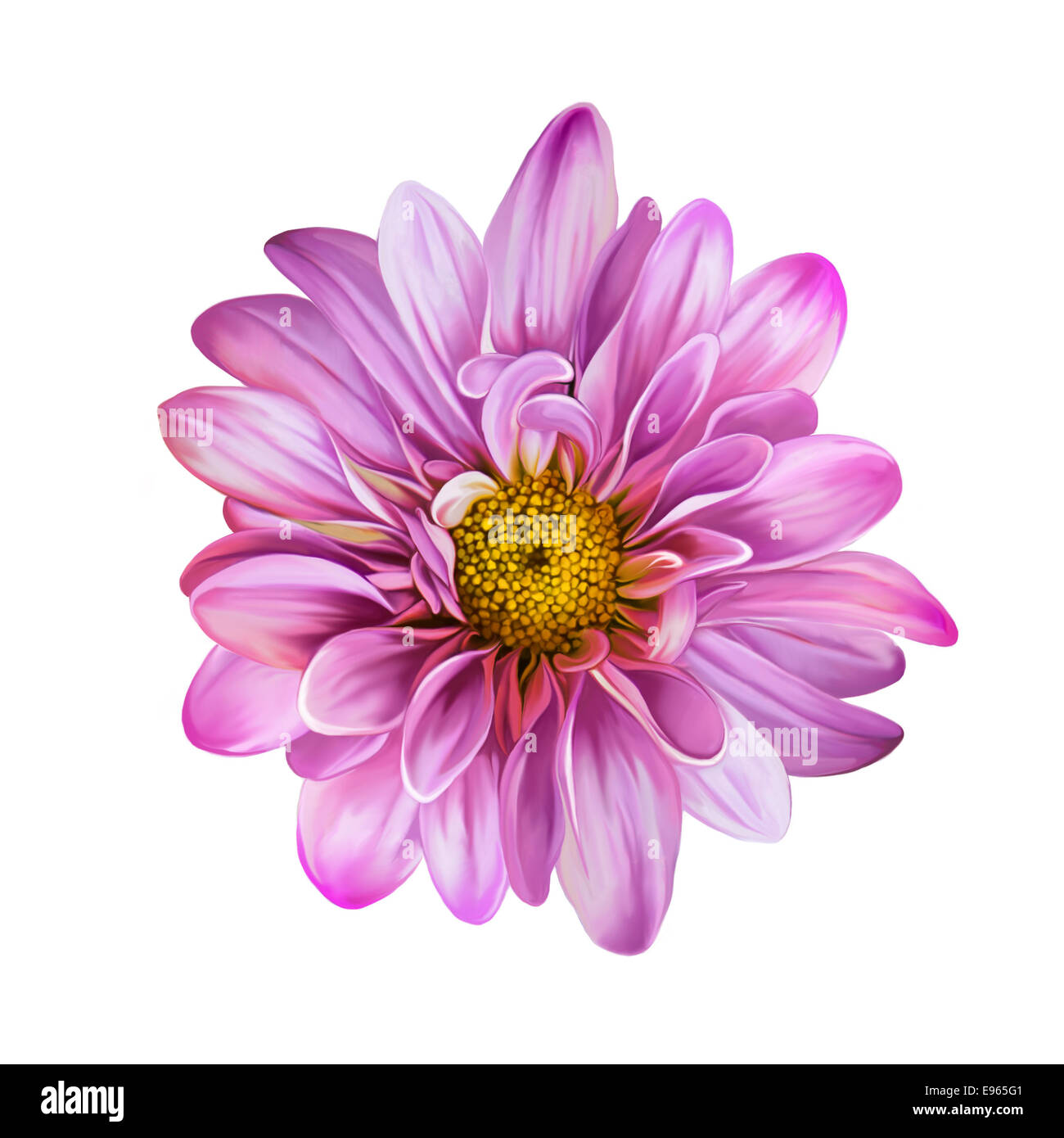 Mona Lisa flower, Pink flower, Spring flower.Isolated on white