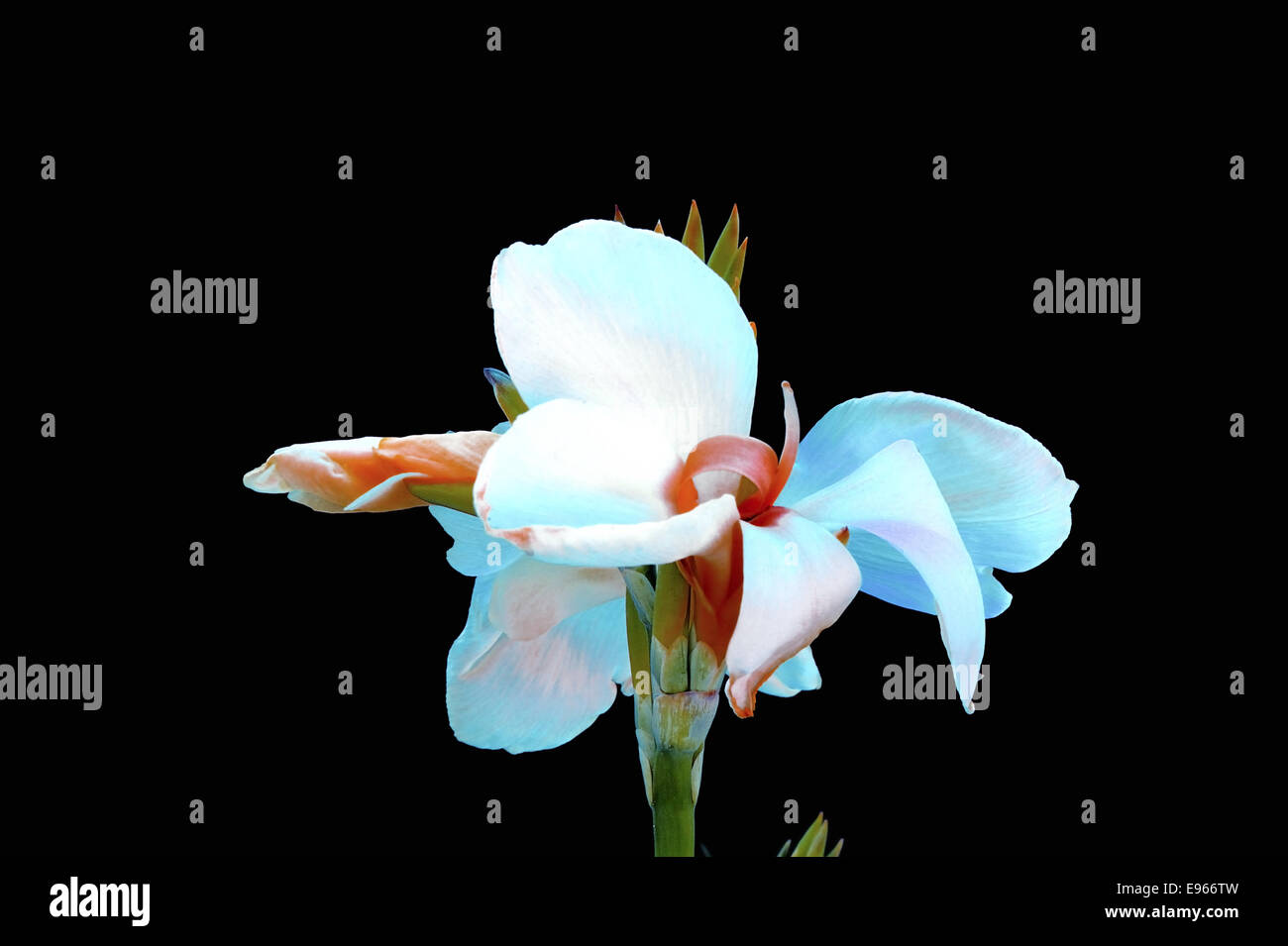 Unique Alamy Unique ecology hi-res stock photography and images - Alamy