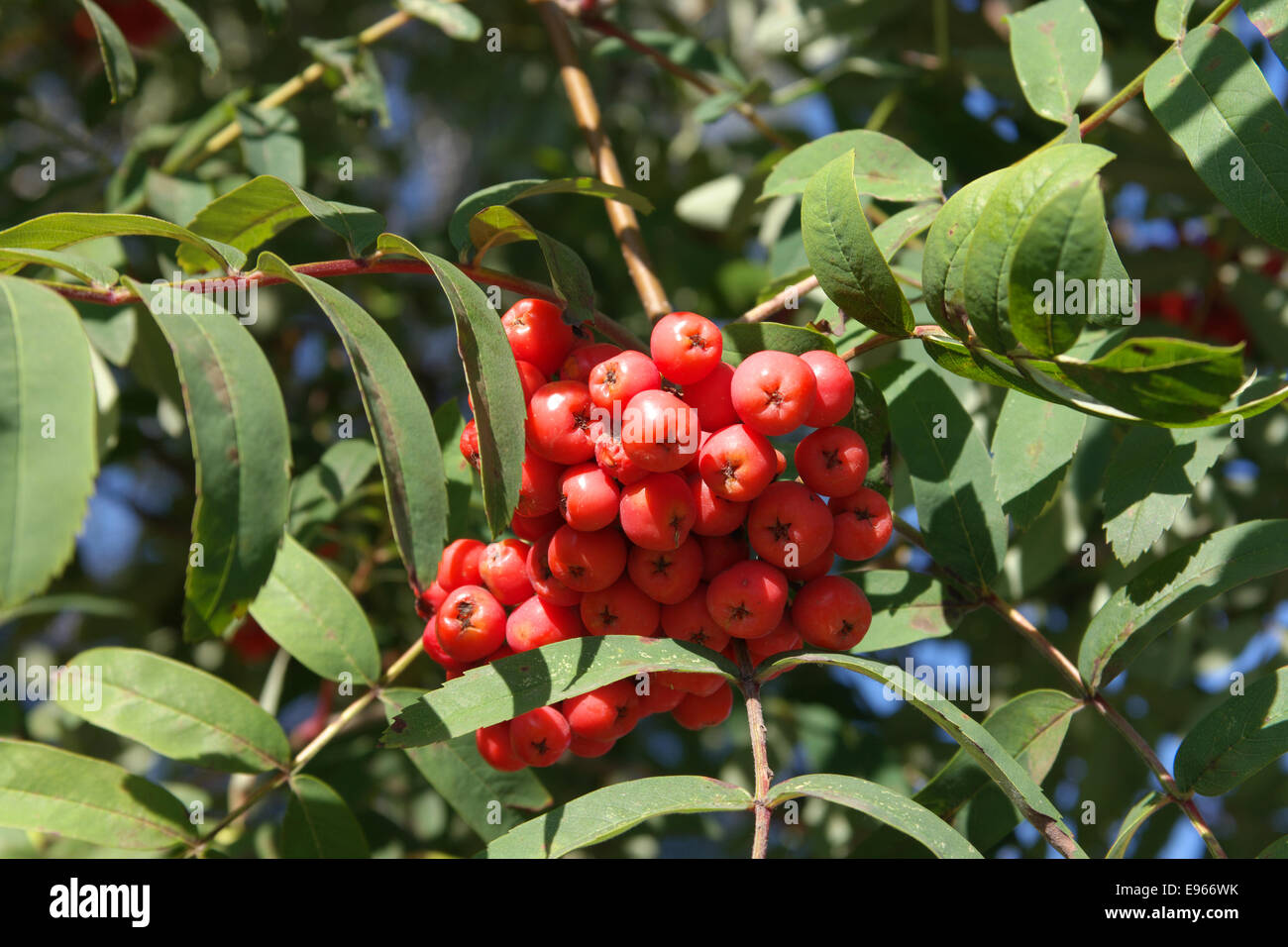 ashberry at dry sunny day Stock Photo - Alamy