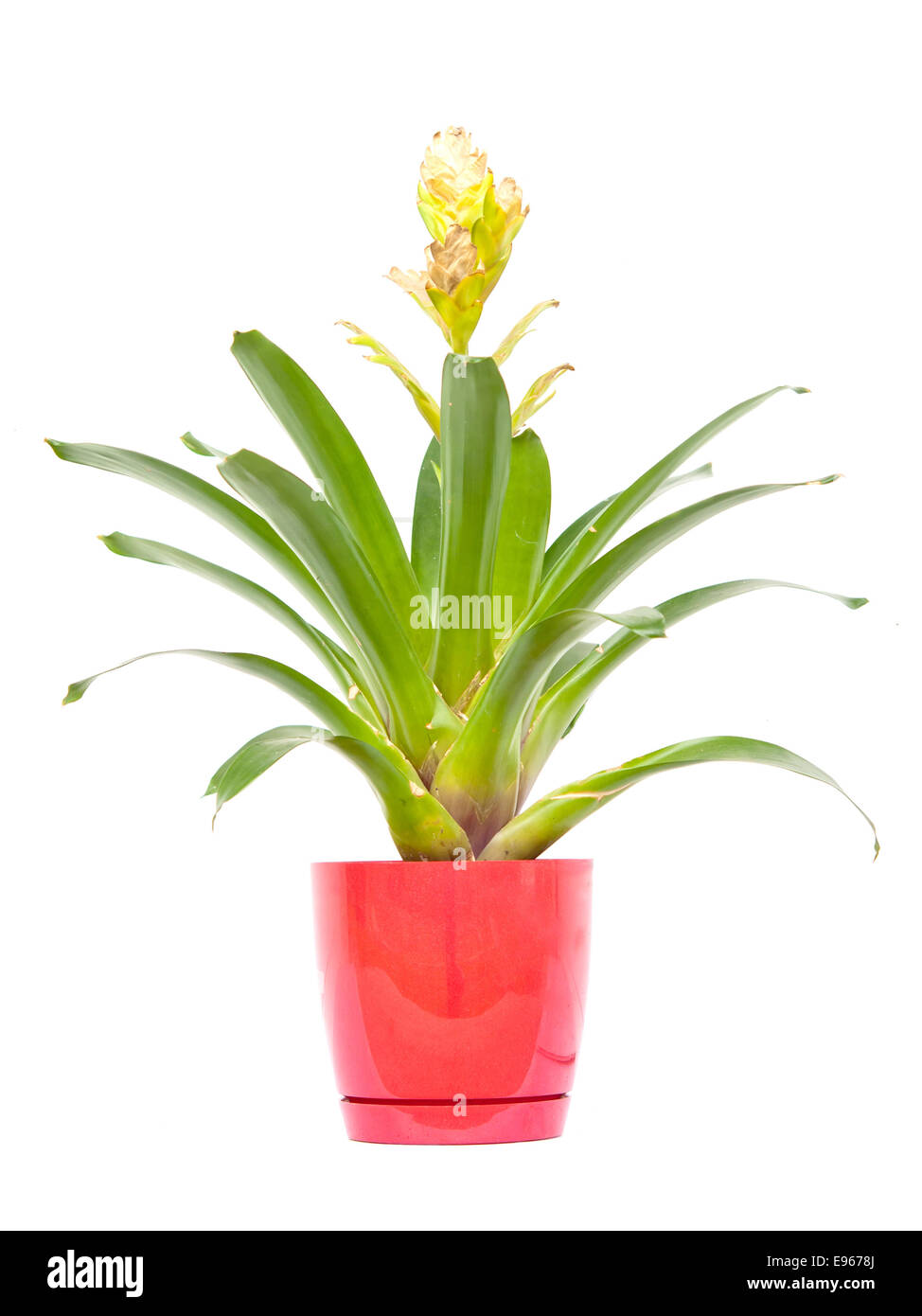 a bromeliad isolated on white background Stock Photo