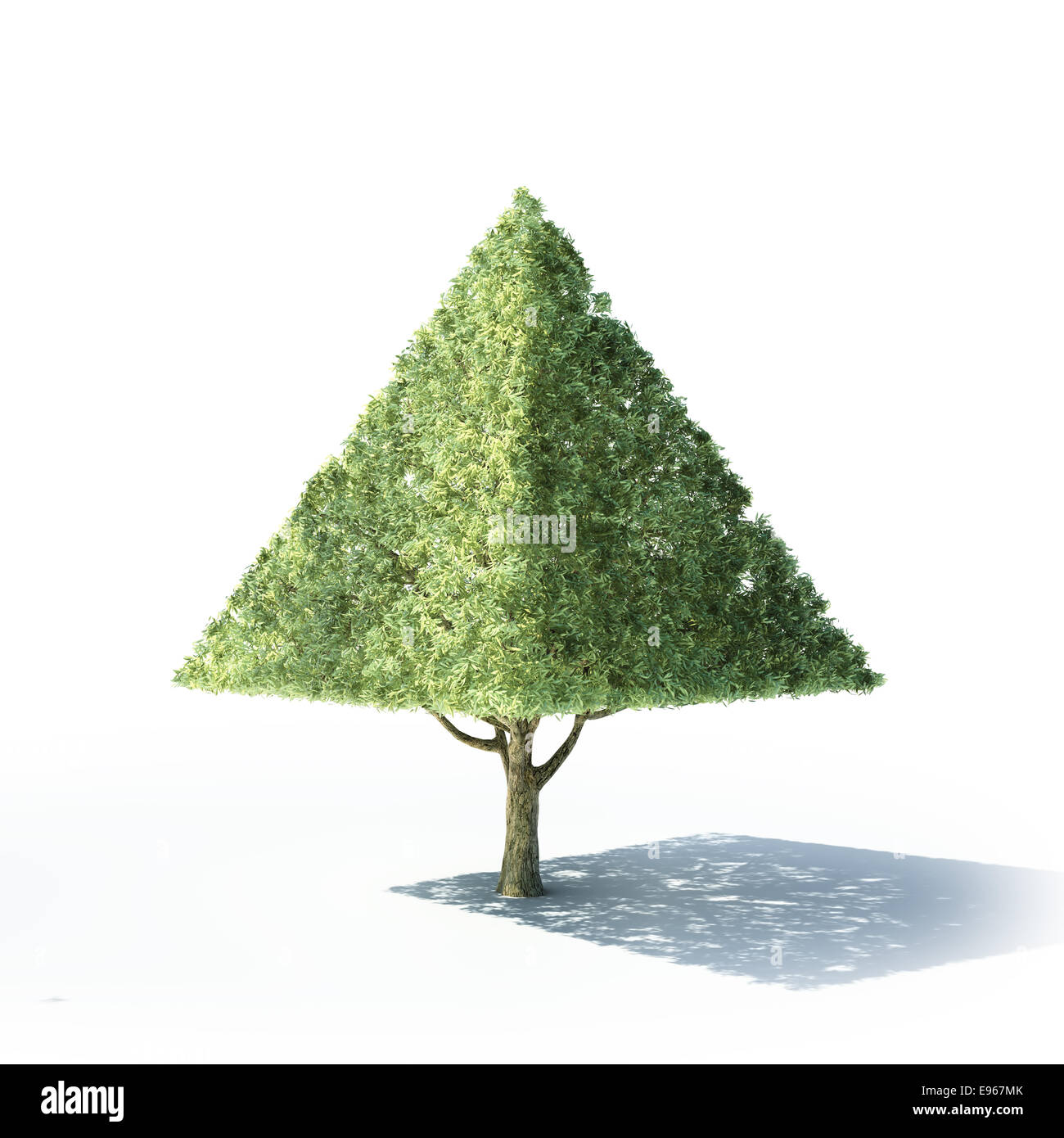 Pyramid shaped tree on a white background Stock Photo Alamy