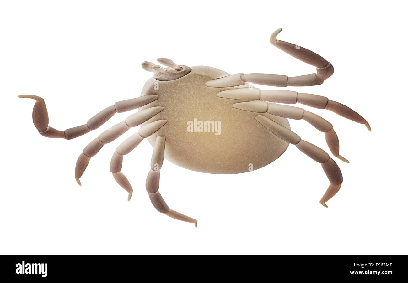 Deer tick lyme disease carrier Stock Photo Alamy
