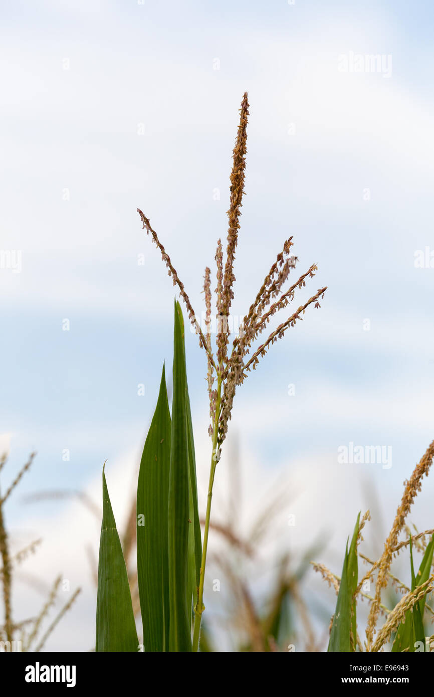 Corn crop flowers in close shot Stock Photo