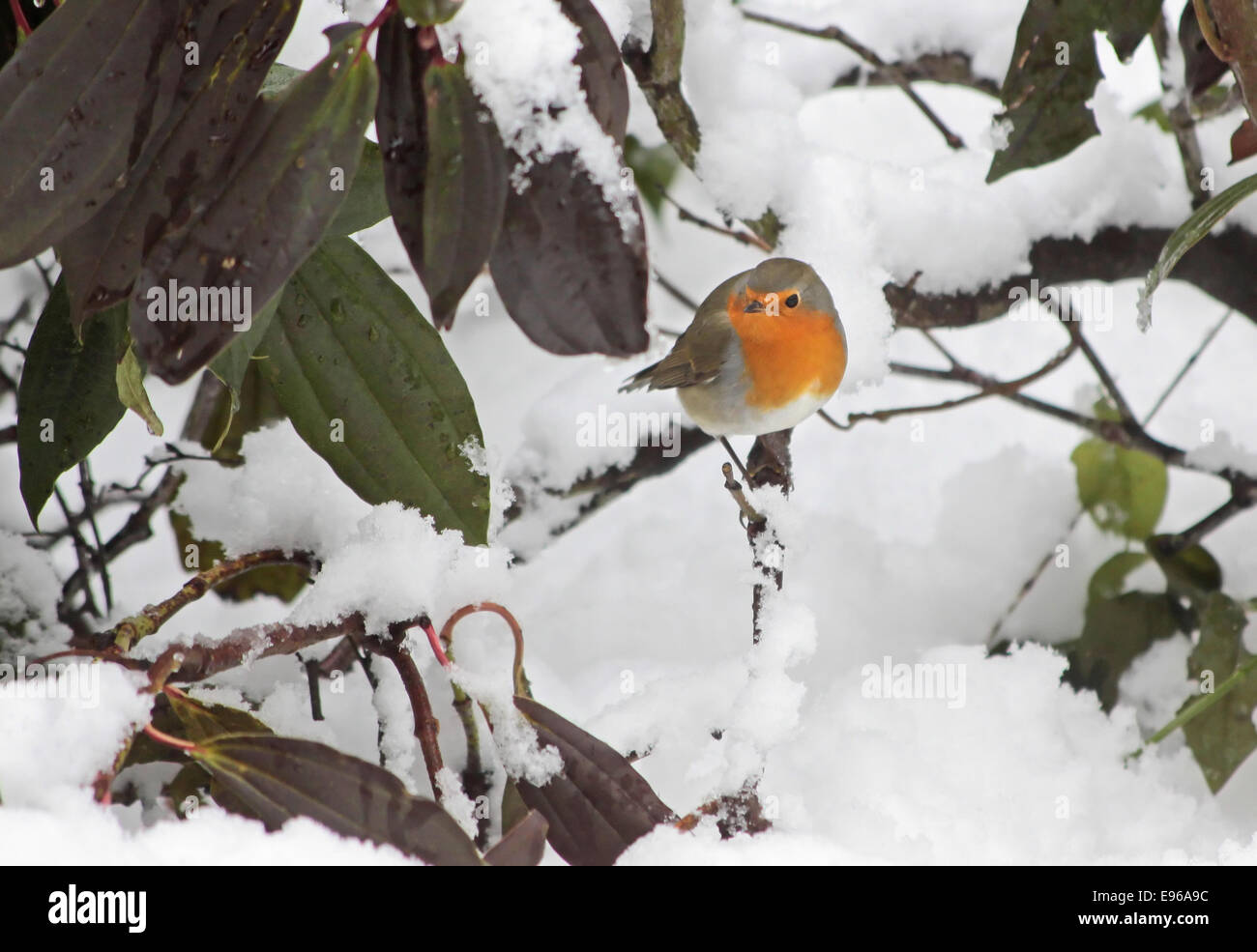 Robin in the snow in the garden at winter time Stock Photo