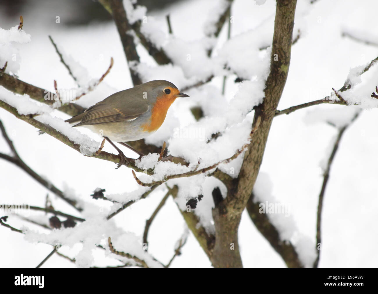 Robin in the snow in the garden at winter time Stock Photo