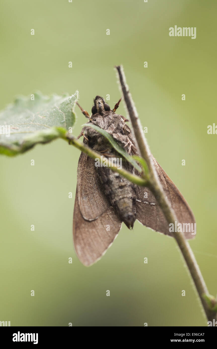 Pine Hawk-moth (Sphinx pinastri), Germany Stock Photo