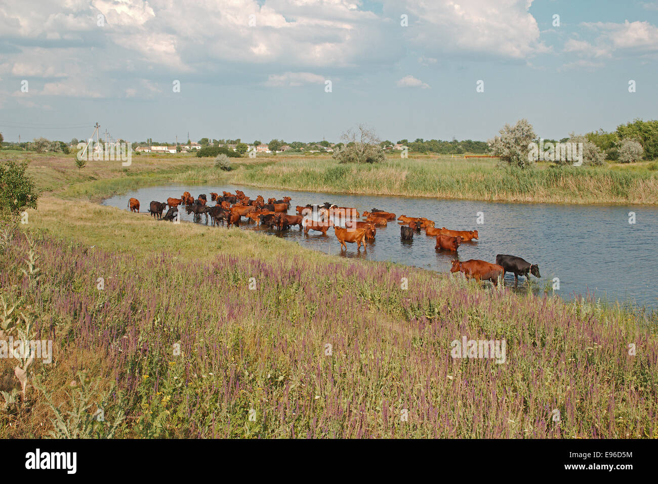 Cows in the river Stock Photo - Alamy