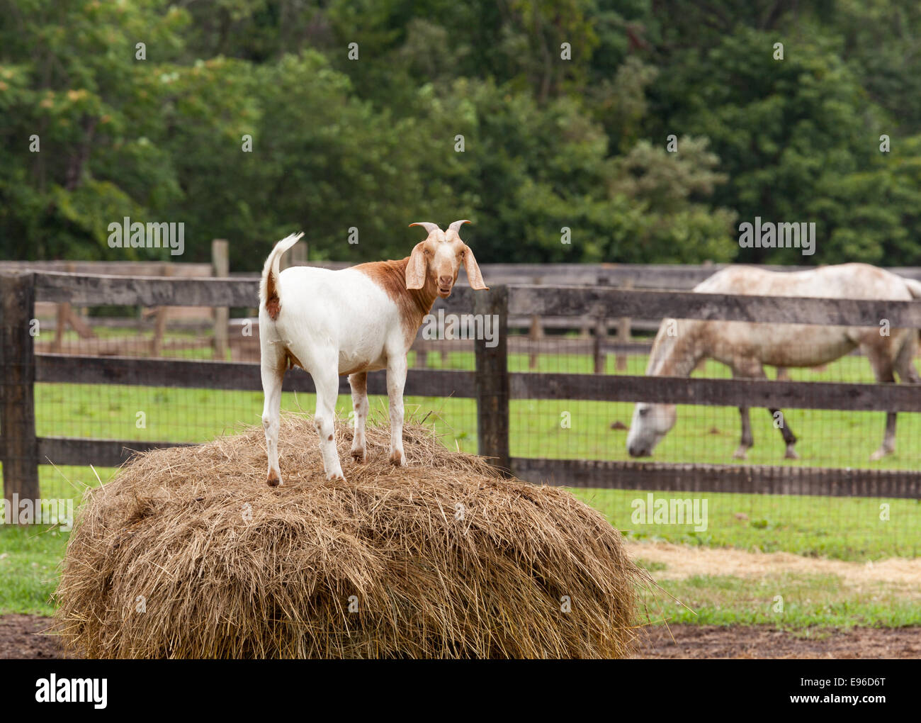 White goat on straw bale in farm field Stock Photo