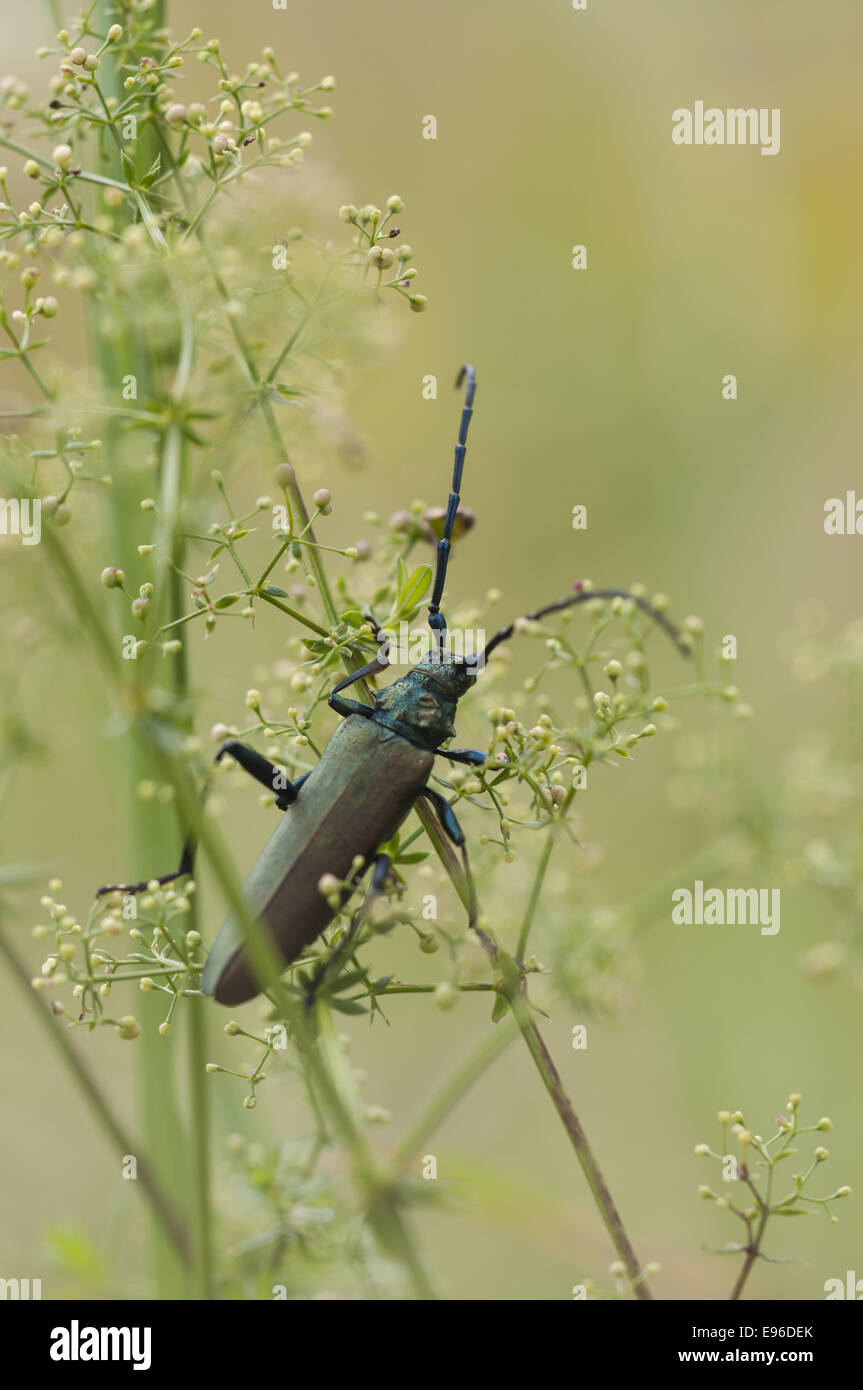 Musk beetle (Aromia moschata), Germany Stock Photo
